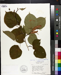 Tilia americana var. caroliniana image