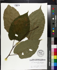 Tilia americana var. caroliniana image