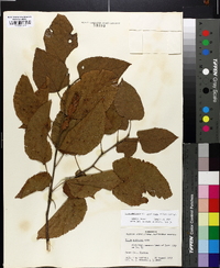 Tilia americana var. caroliniana image