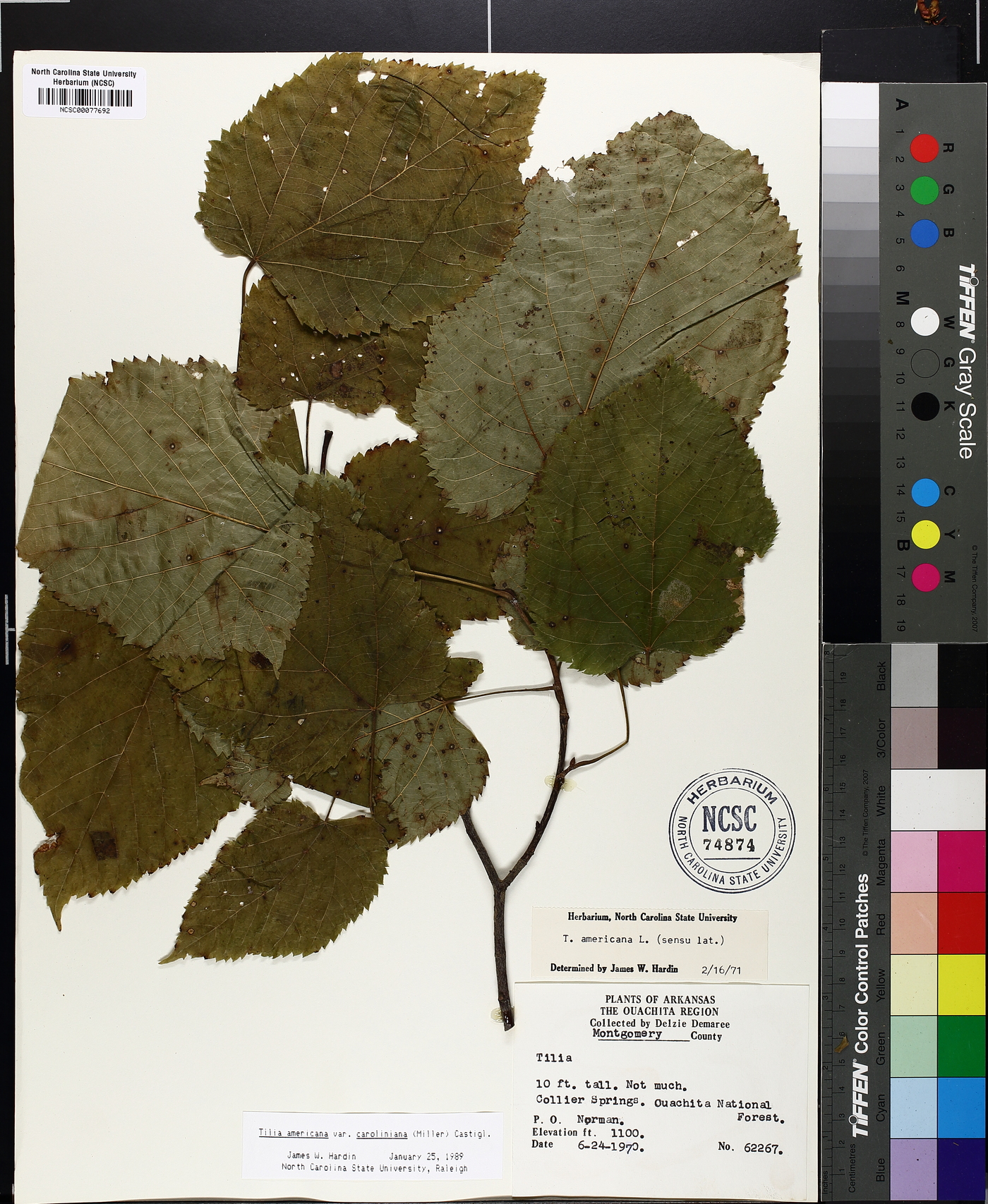 Tilia americana var. caroliniana image