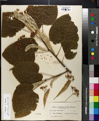 Tilia americana var. americana image