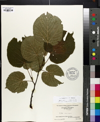 Tilia americana var. americana image