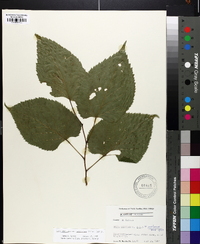 Tilia americana var. caroliniana image