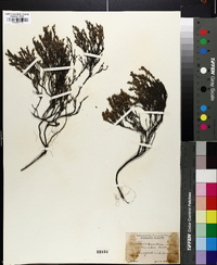 Hudsonia tomentosa var. intermedia image