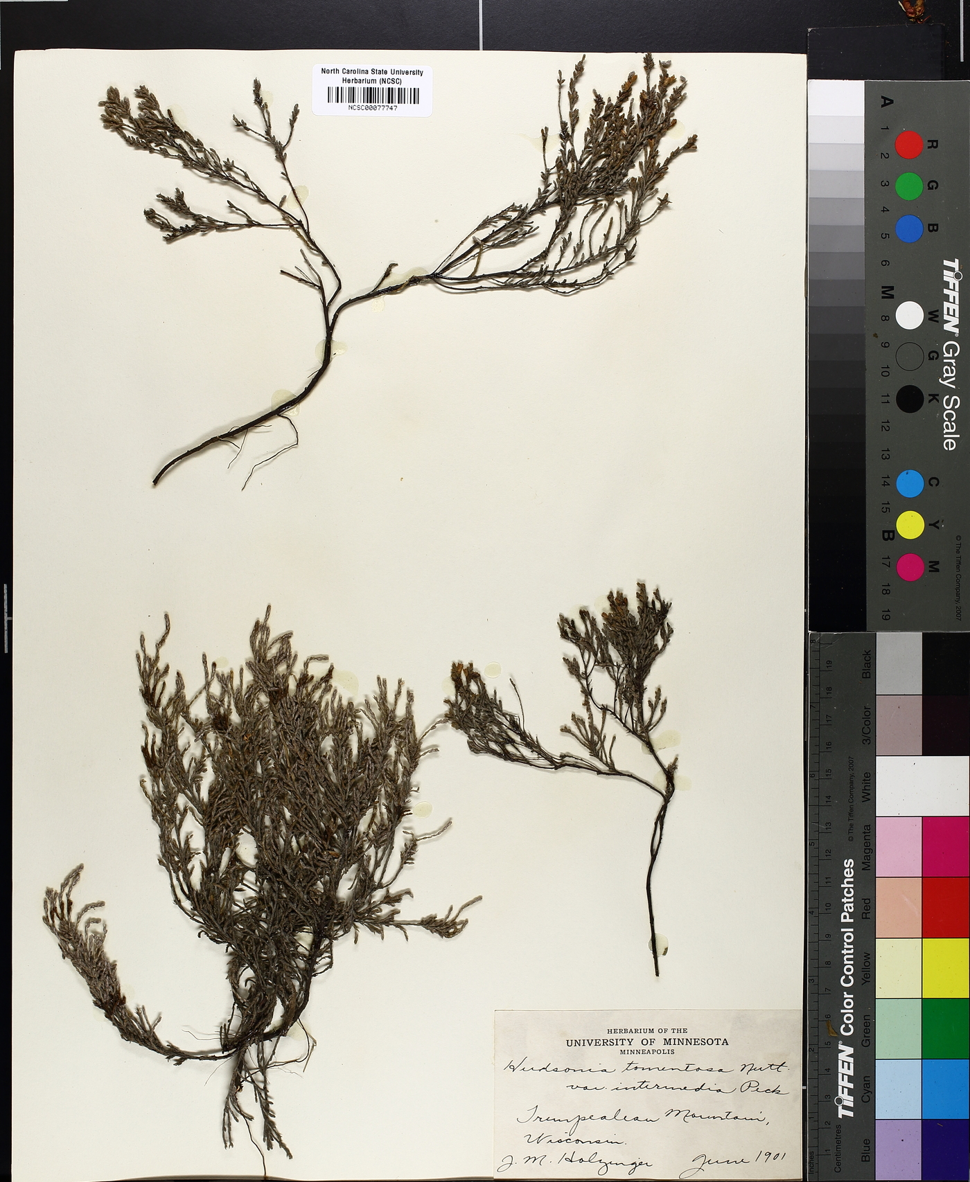 Hudsonia tomentosa var. intermedia image