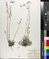 Arabis cobrensis image