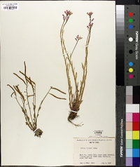 Arabis lemmonii image