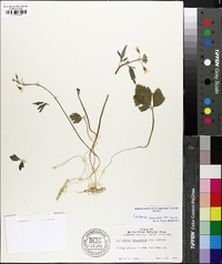 Cardamine angustata image