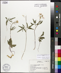 Cardamine angustata image