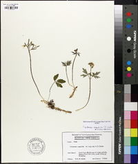 Cardamine angustata image