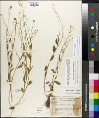 Cardamine bulbosa image