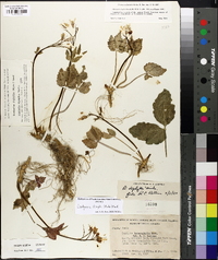 Cardamine diphylla image