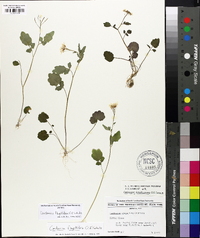 Cardamine flagellifera image