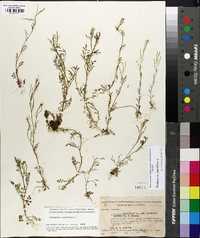 Cardamine parviflora image