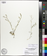 Cardamine parviflora image