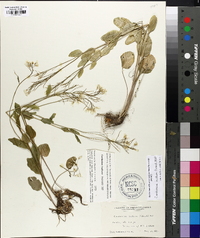 Cardamine bulbosa image