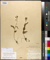 Cardamine bulbosa image