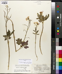 Cardamine californica var. integrifolia image