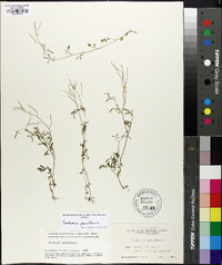 Cardamine parviflora image