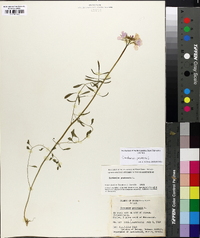 Cardamine pratensis image