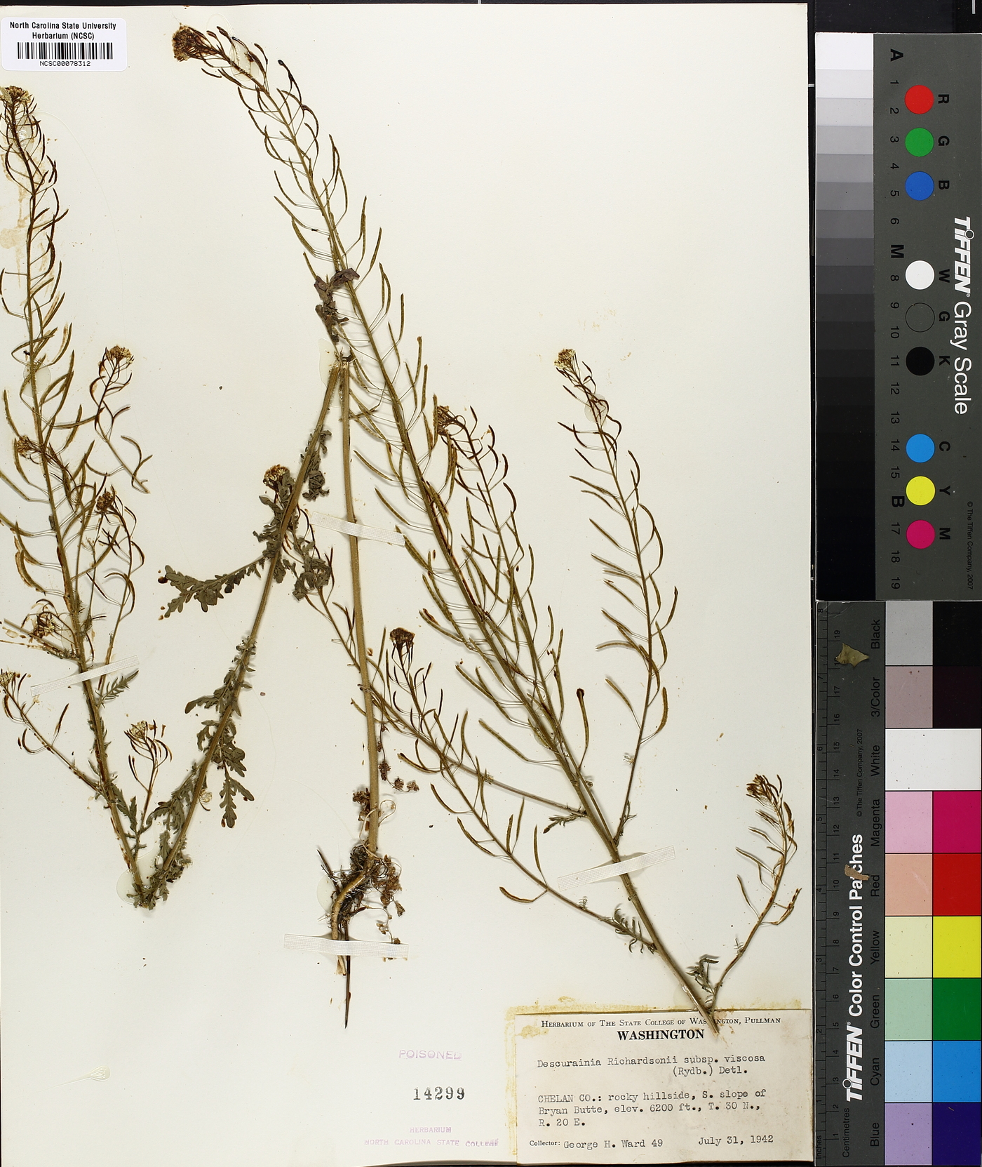 Descurainia incana subsp. viscosa image