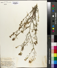 Descurainia pinnata subsp. brachycarpa image