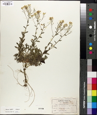 Draba ramosissima image