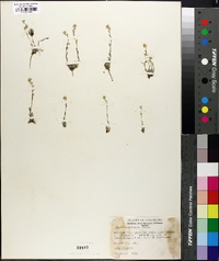 Draba breweri var. cana image