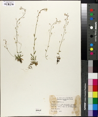 Draba nemorosa image