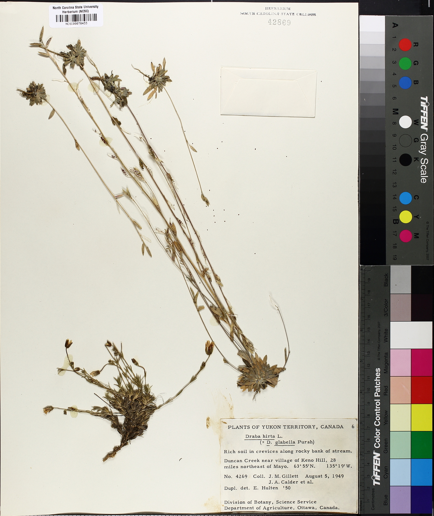 Draba hirta image