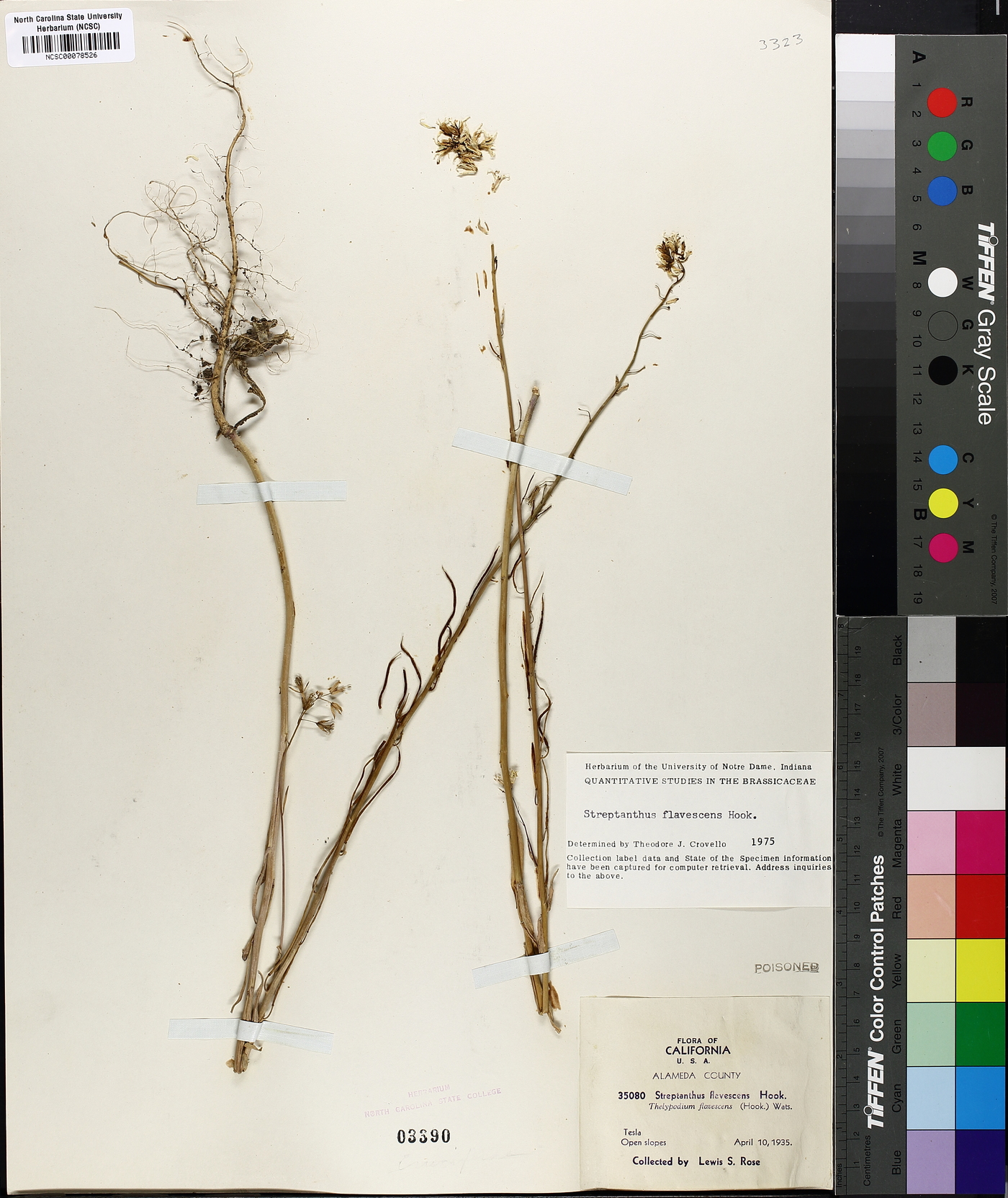 Streptanthus flavescens image