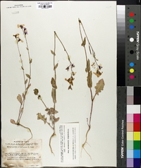 Streptanthus platycarpus image
