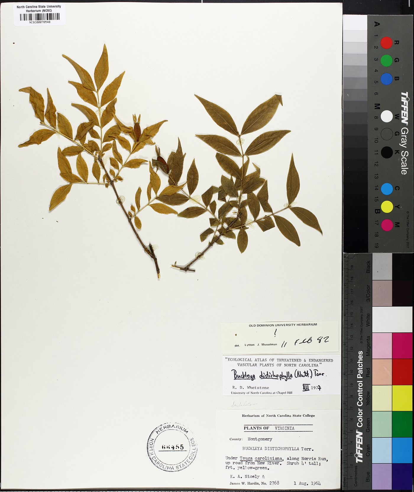 Buckleya distichophylla image