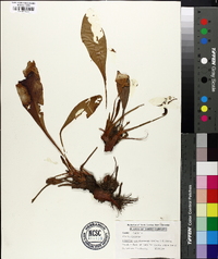 Limonium carolinianum image