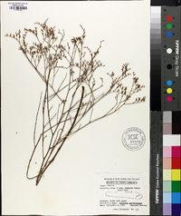 Limonium carolinianum image