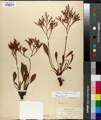 Limonium carolinianum image