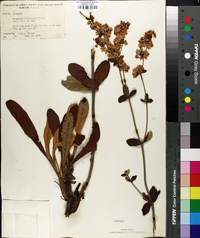 Eriogonum tomentosum image