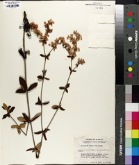 Eriogonum tomentosum image