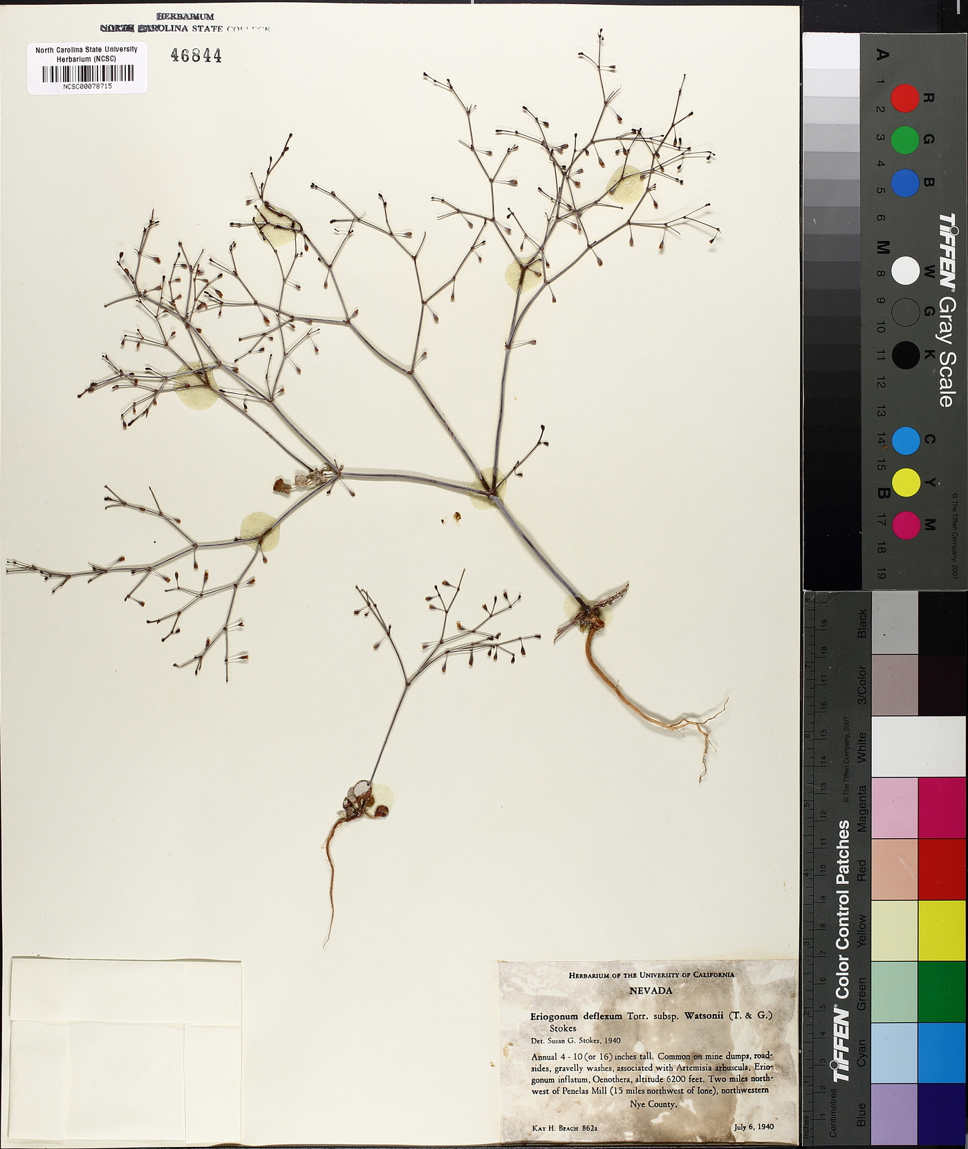 Eriogonum deflexum subsp. watsonii image