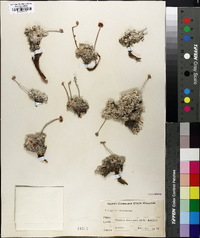 Eriogonum ovalifolium image