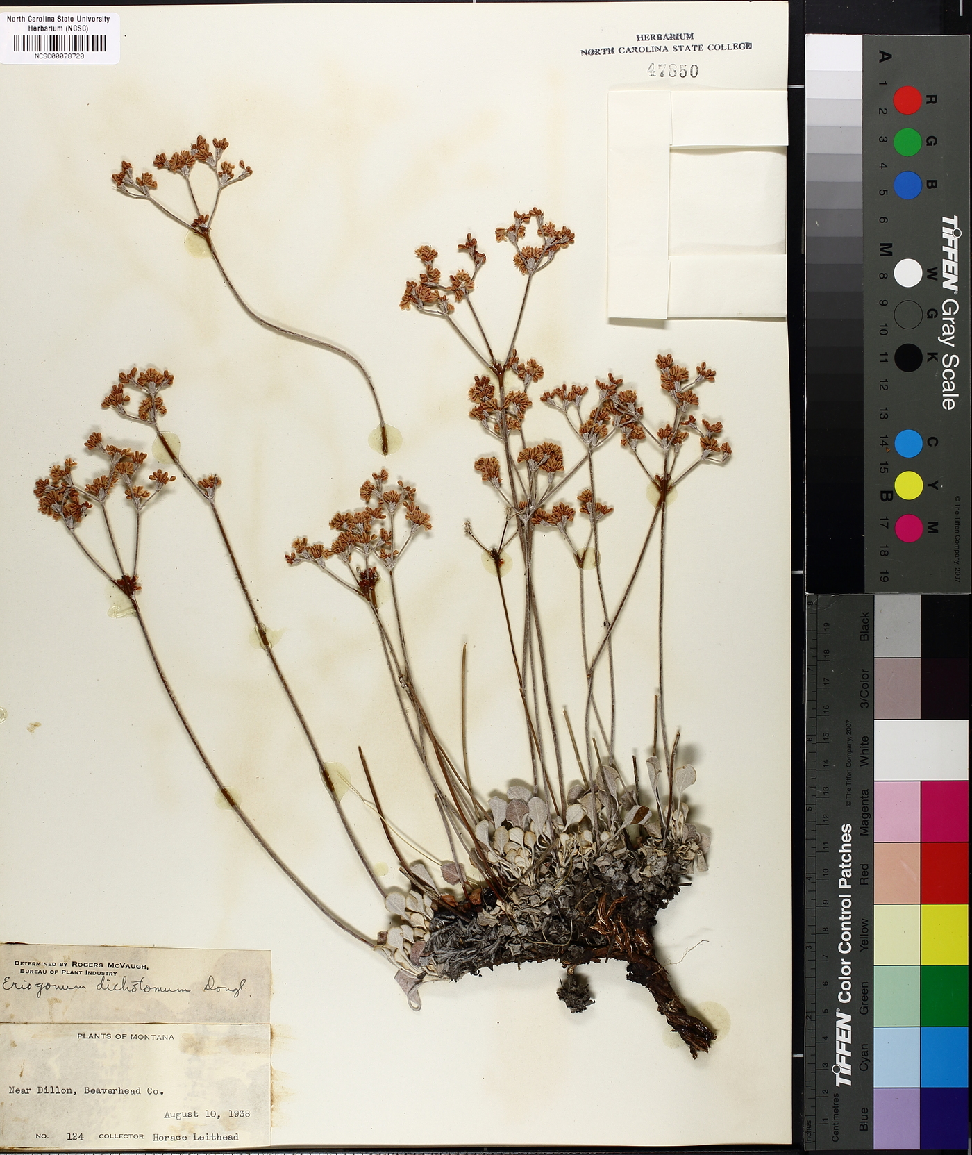 Eriogonum niveum image