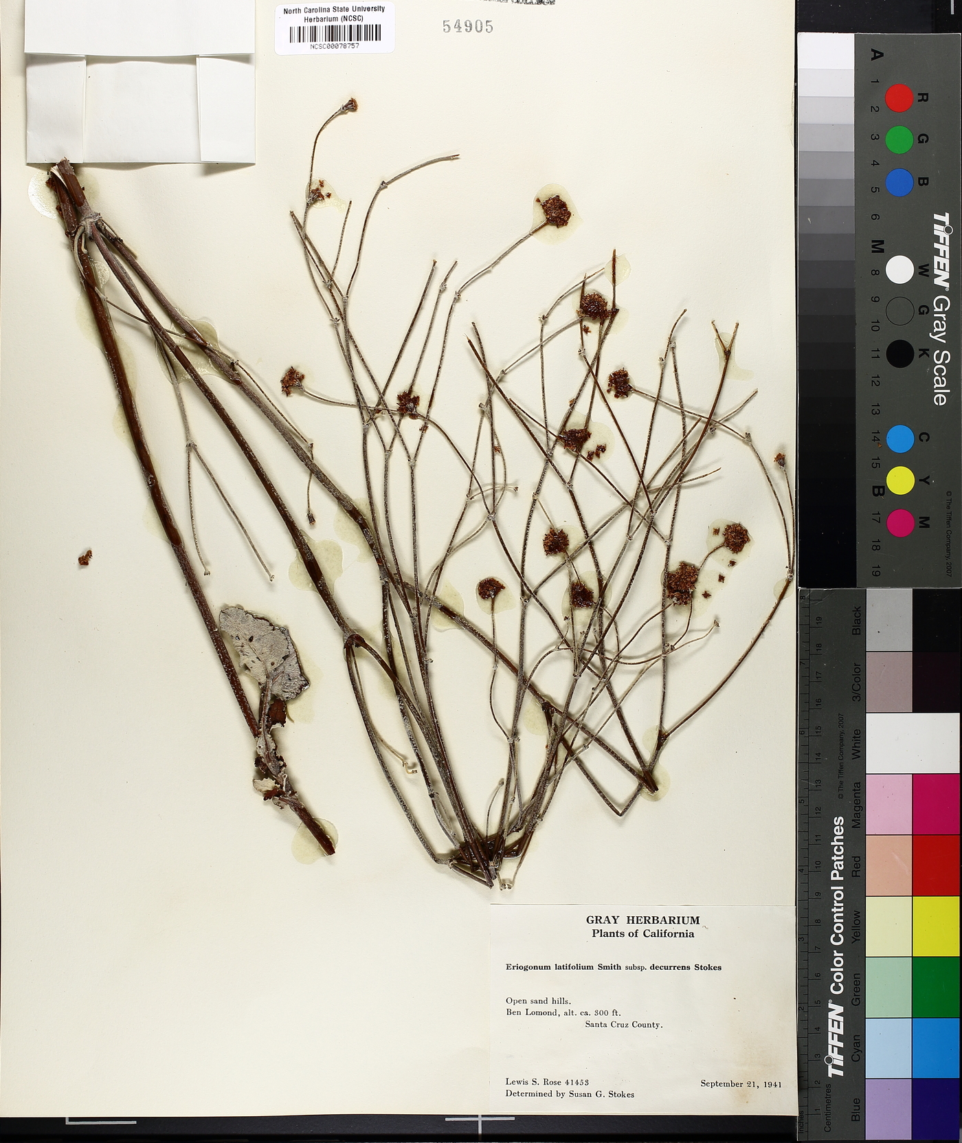 Eriogonum latifolium subsp. decurrens image