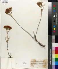 Eriogonum leptophyllum image