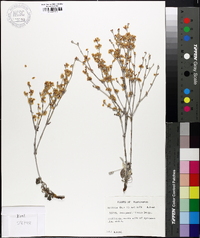 Eriogonum niveum image