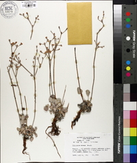 Eriogonum niveum image