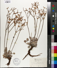 Eriogonum niveum image