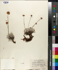 Eriogonum ovalifolium image