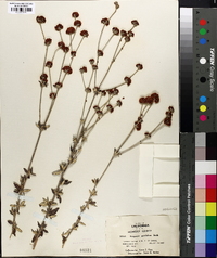 Eriogonum parvifolium image