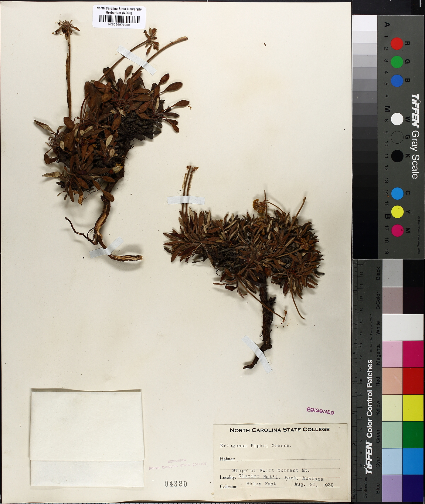 Eriogonum piperi image