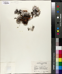 Eriogonum pulvinatum image